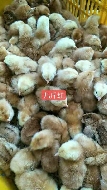 南宁九斤黄鸡苗 统货