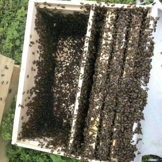 中华蜜蜂  成都新津大型中蜂蜜蜂专业养殖合作社销售中蜂蜜蜂