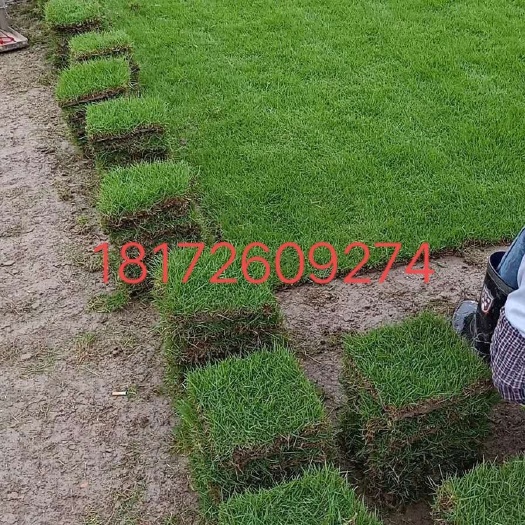 佛山马尼拉草皮  精品马尼拉