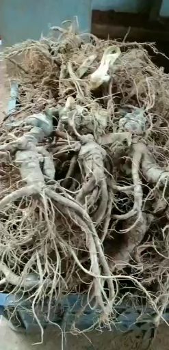 冬七  文山三七种植生产销量一手货源没有中间商