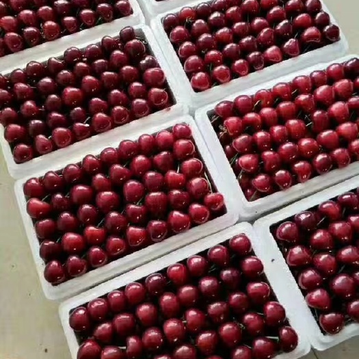 瓦房店市 特大大樱桃