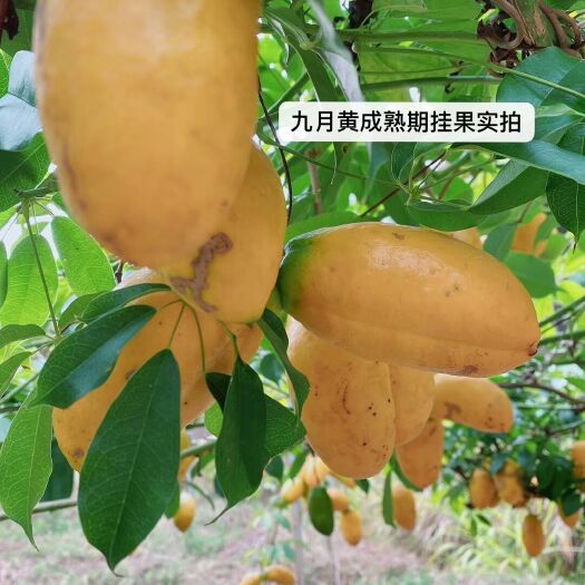 通道县九月黄金蕉苗 九月黄苗  肉多籽少  挂果快  定植第二年挂果  现挖现发