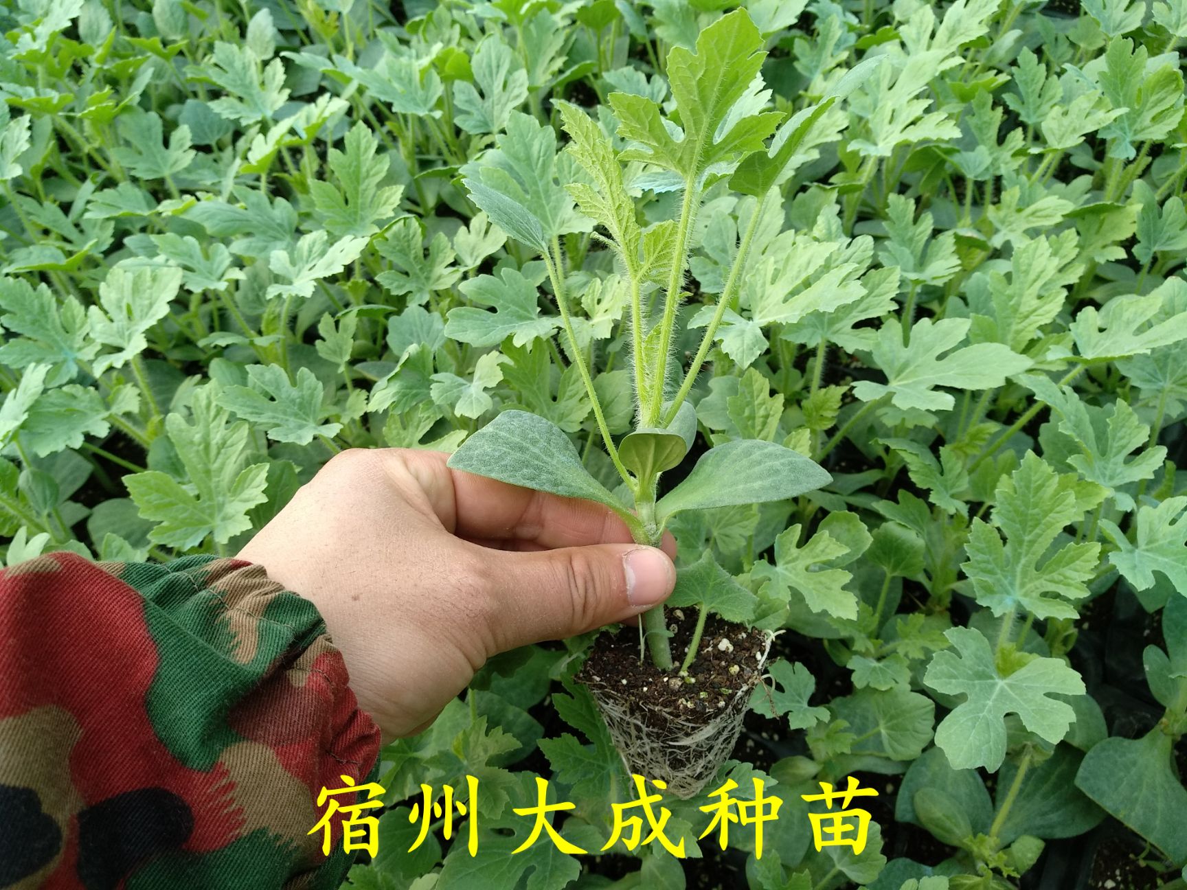 早佳8424西瓜苗  8424西瓜苗