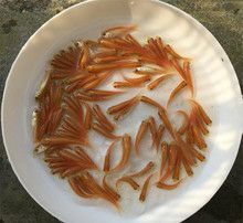 广州俄罗斯草鱼 俄罗斯金丝鱼
