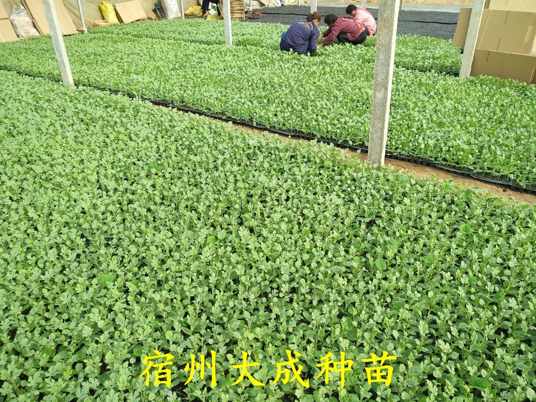 早佳8424西瓜苗  8424西瓜苗