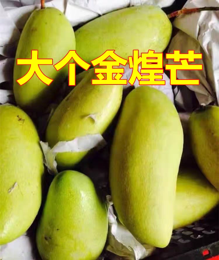  越南金煌芒 保质保量 香甜软糯 无丝