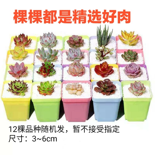无锡12棵多肉组合盆载 精品多肉植物 送12个彩盆土 包邮