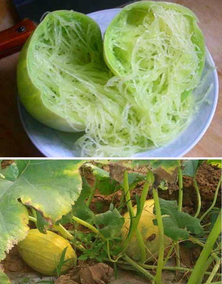 金丝搅瓜种子 金丝绞瓜种子搅瓜种子四季蔬菜种子观赏果蔬天然