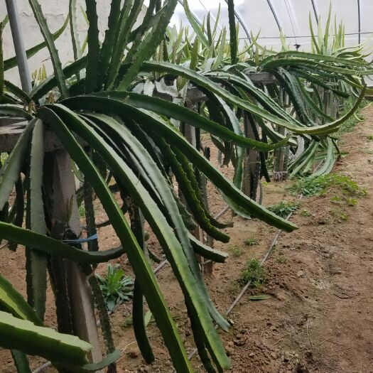 临沂红心火龙果苗 红心火龙果大苗枝子6000棵，清棚