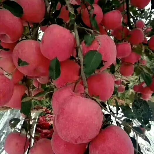 隰洲紅富士蘋果   肉質(zhì)細(xì)密  脆甜汁多   果香濃郁