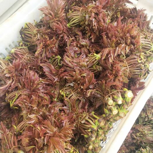 昆明 香椿芽