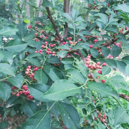 泰安九叶青花椒苗，籽播，当年苗和一年以上树苗年，二年挂果