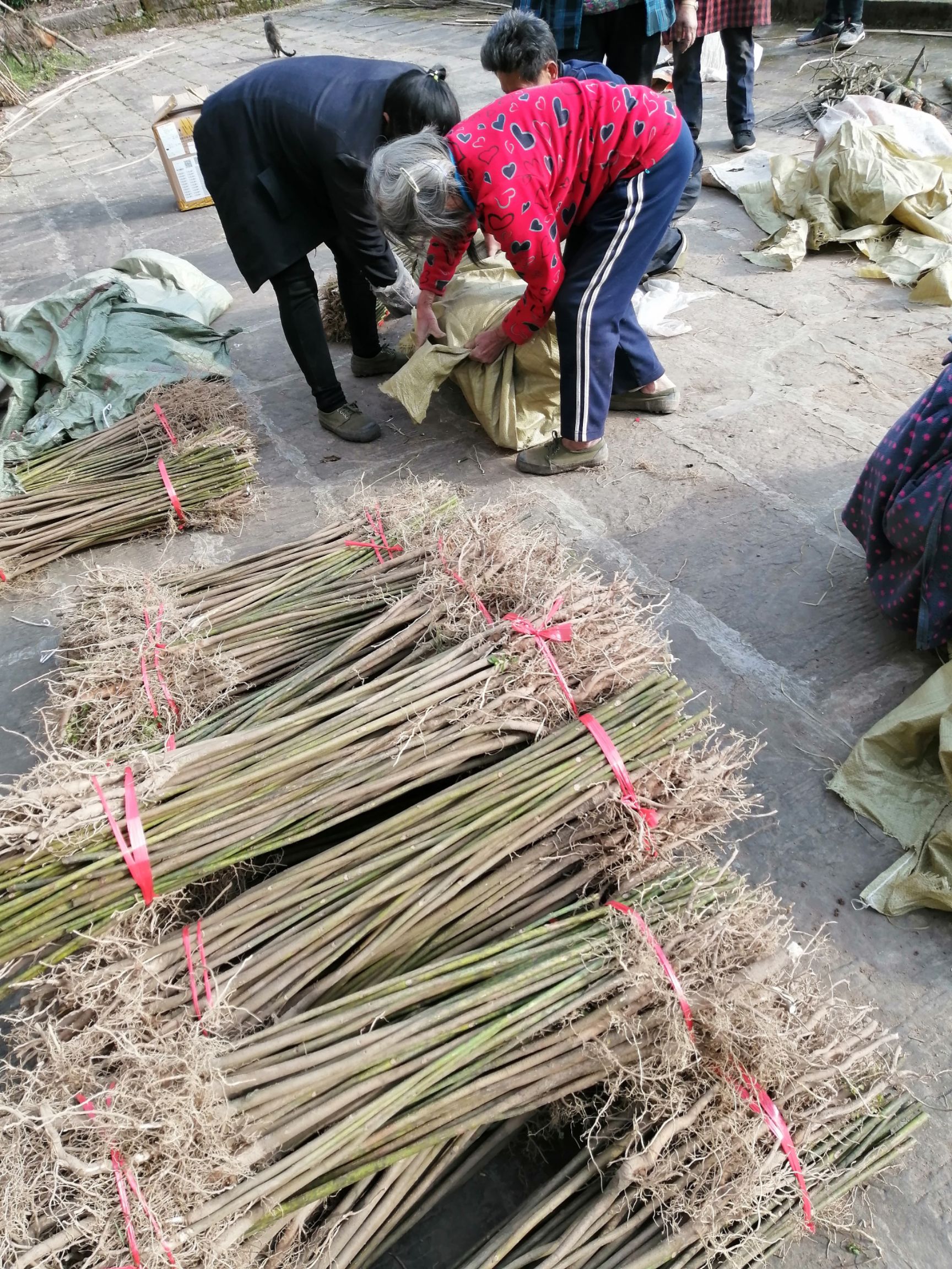 油桐树苗常年大量直供，买油桐苗请选择重庆俊尧专业油桐培育公司