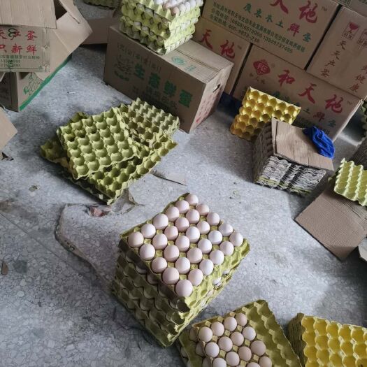 高州市 广东山头鲜鸡蛋