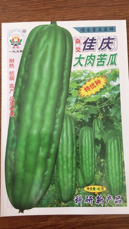 英德市 苦瓜种子