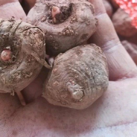南华县魔芋种子  楚雄南华，白魔芋种植户