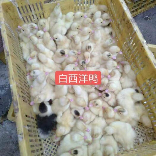 南宁西洋鸭苗