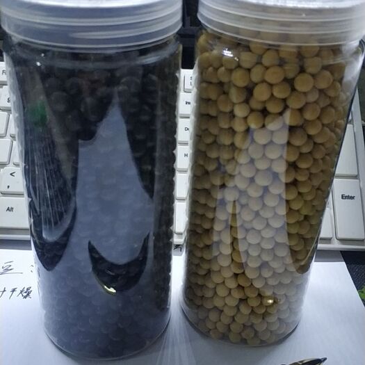 大连 精品青仁黑豆