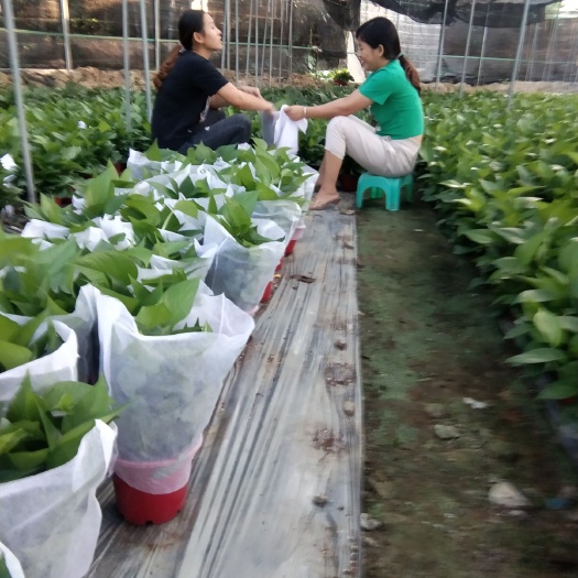广州诚信经营从事绿萝行业近十年，自有基地50亩，年产量60万盆，