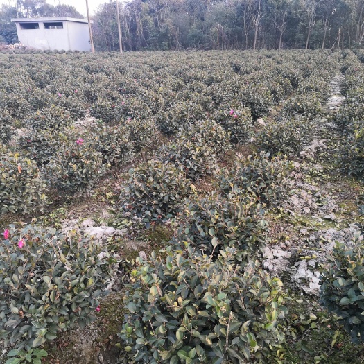 宁波茶梅 货源充足，质量好