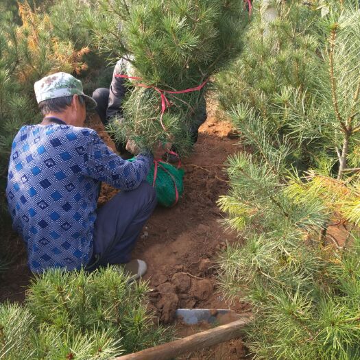 新泰市 白皮松1.5 米，价格便宜，山东货址，质量好