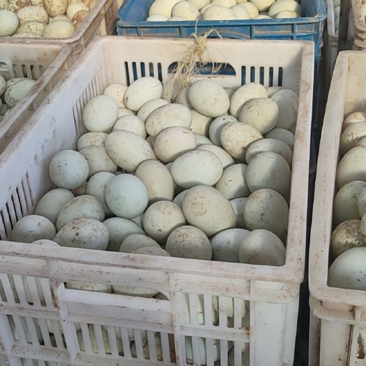 莱阳市 咸鸭蛋个个流油