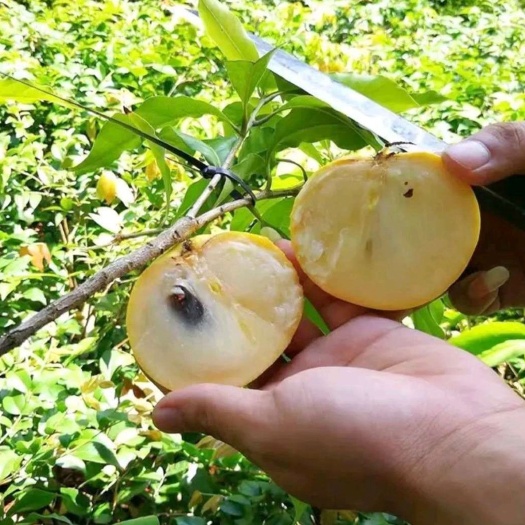 灵山县 【苗】蛋黄果苗  蛋黄果树苗  鸡蛋果苗  蛋黄果树苗