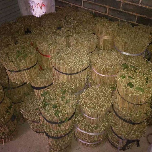 横州市 茉莉花枝条