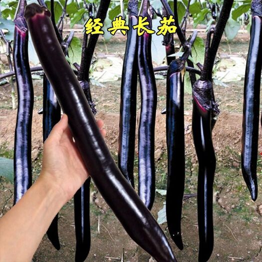 邵阳日本经典长茄子种子黑紫色长茄特长春秋阳台露天盆栽蔬菜种籽