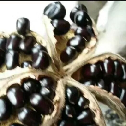 临汾党参 大型中药材种植基地寻求合作，基地带有切片厂，可提供定制种植。