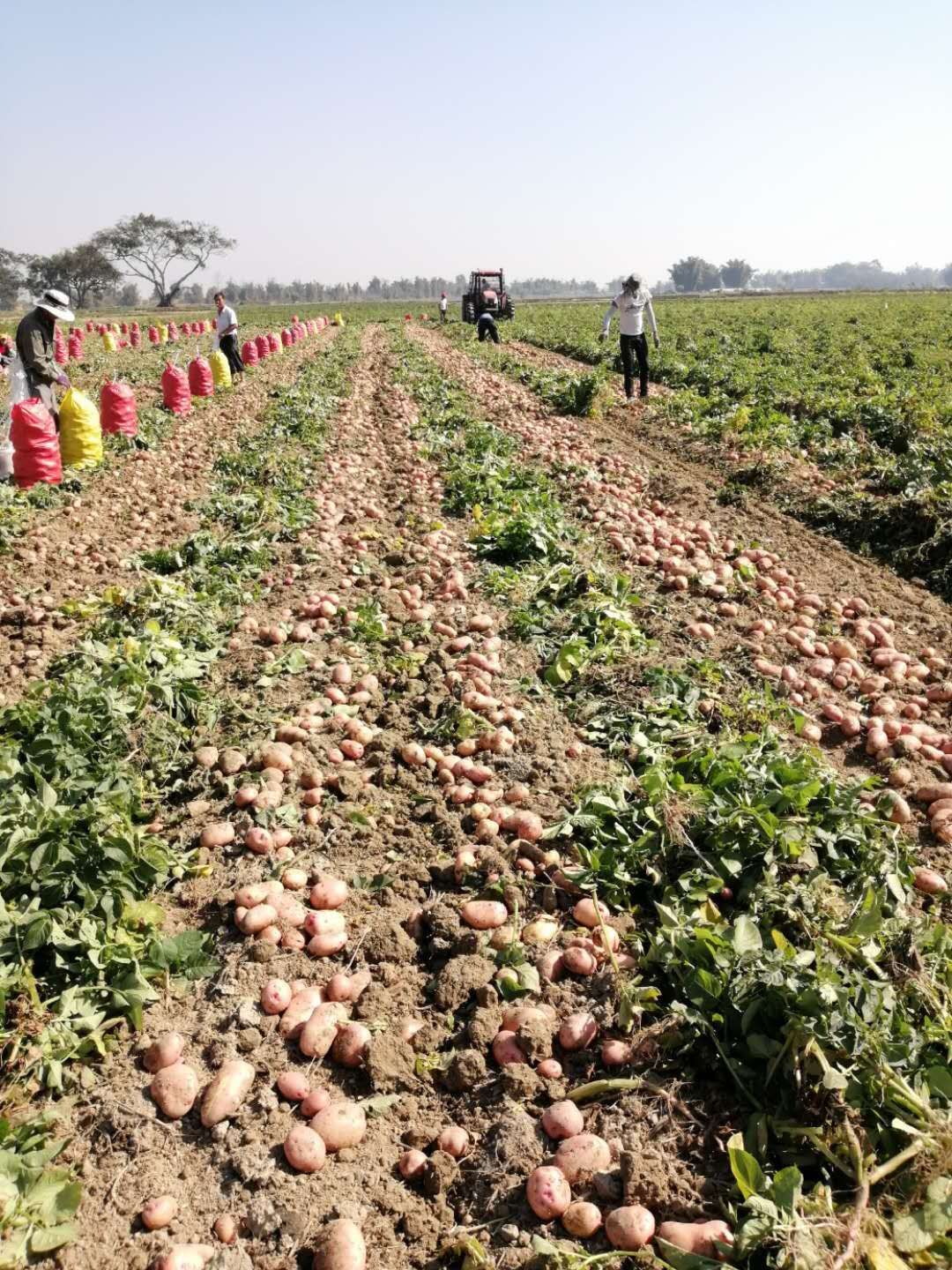 2025新上合作88号  优质土豆88号2量到3量