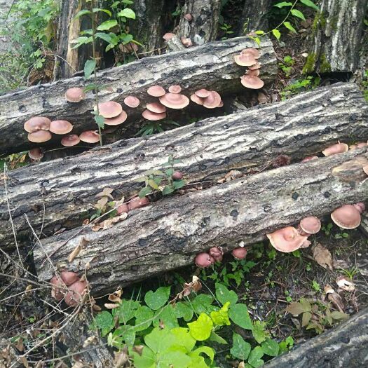 留坝县深山林的天然木头香菇