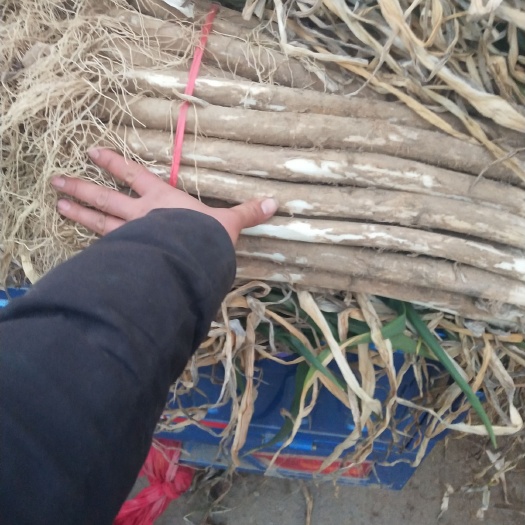 菏泽山东省菏泽市大葱上市了要的联我
