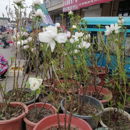 南乐县 牡丹花上市了批发零售均可，有要的赶紧下单
