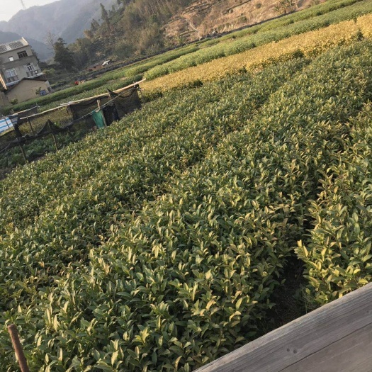 福安市黄观音 各种茶苗供应，价格从优！