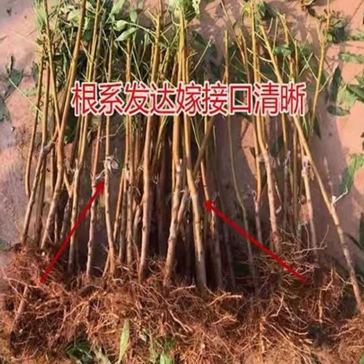 平邑县雪桃苗 雪桃