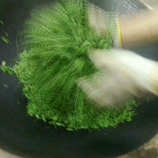 都匀市毛尖茶  都匀毛尖手工茶
