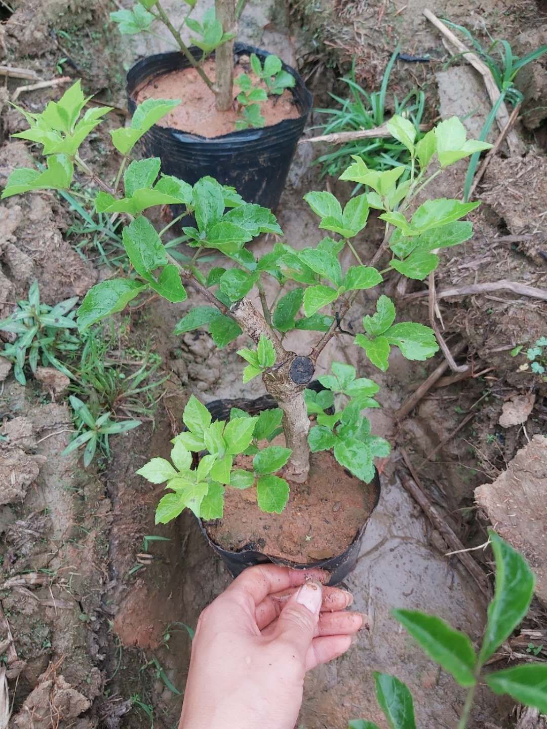  簕菜苗，场地农户直销，袋苗，地苗