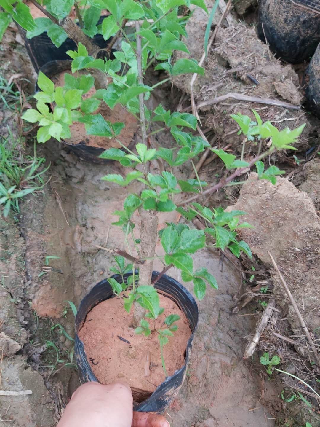  簕菜苗，场地农户直销，袋苗，地苗