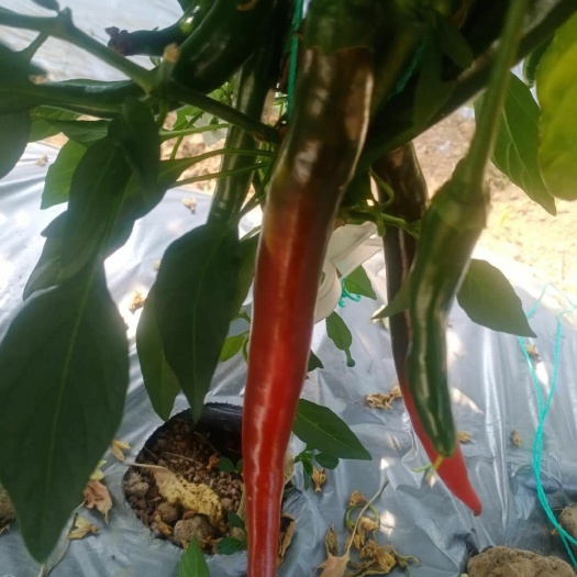 西昌市 离太阳很近，离城市很远，大凉山的天然辣椒，火红的美人椒