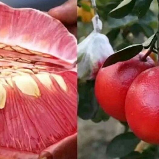 灵山县蜜柚苗 泰国𨗴罗红柚子苗  苗  𨗴罗之恋红皮红肉