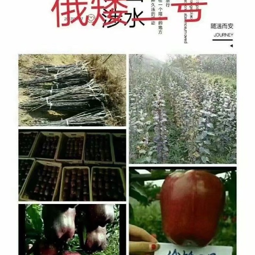 天水花牛苹果树苗 花牛苹果苗