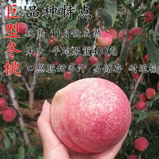平邑县 巨型冬桃，沂蒙霜红桃树苗，最晚熟的桃，果大甘甜，包结果