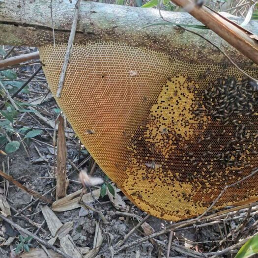 琼中县 正宗山蜂蜜