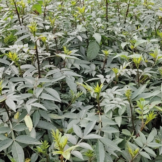 重庆市青花椒苗 九叶青花椒杯苗