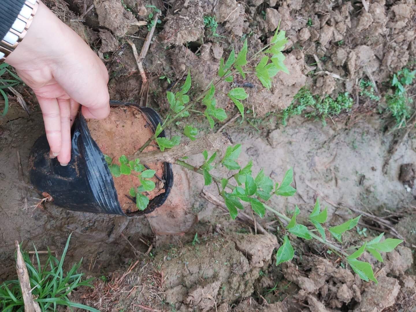  簕菜苗，场地农户直销，袋苗，地苗
