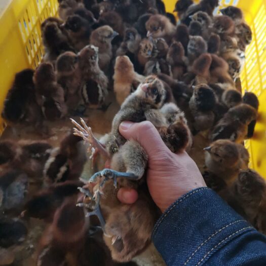 南宁铁脚麻鸡苗
