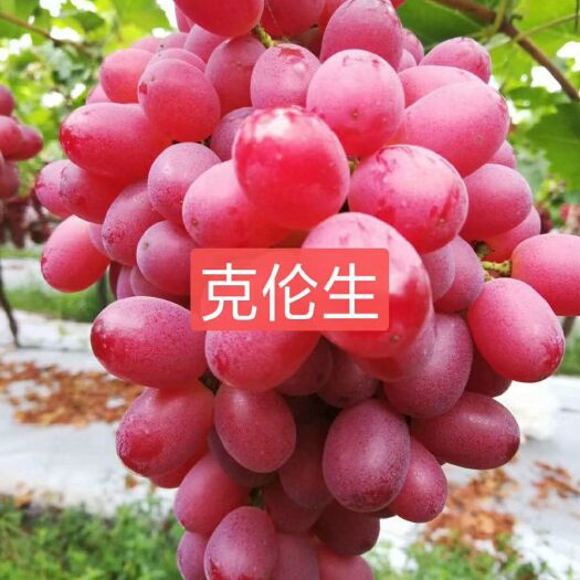 兴城市克伦生葡萄苗 克伦生嫁接大苗甜脆可口耐储存耐运输