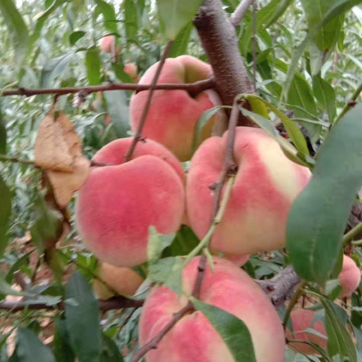平邑县沂蒙霜红桃树苗 沂蒙霜红冬桃，晚熟品种，买10棵送5棵，多买多送