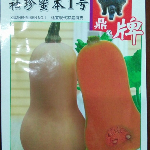 南靖县奶油南瓜种子 袖珍蜜本 奶油南瓜